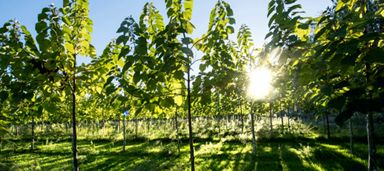 Paulownia Baumprojekt in Neukirchen-Vluyn