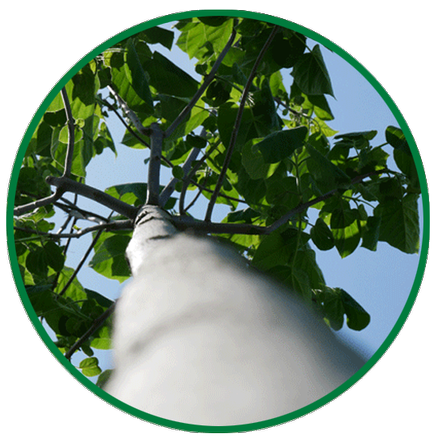 Hochgewachsener Paulownia-Baum